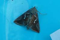 Macdunnoughia confusa