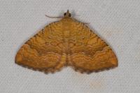 Camptogramma bilineata