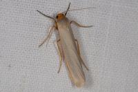 Eilema caniola