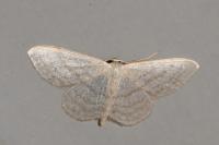 Idaea subsericeata