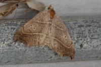Laspeyria flexula