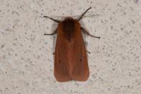 Phragmatobia fuliginosa