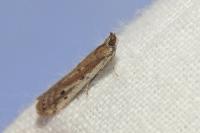 Phycitodes