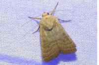 Hoplodrina ambigua/blanda