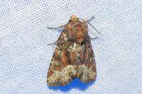 Oligia