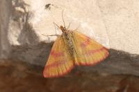 Lythria cruentaria