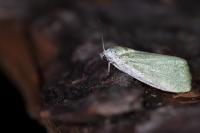 Earias clorana