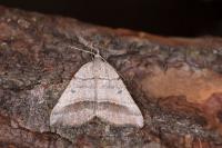 Macaria artesiaria