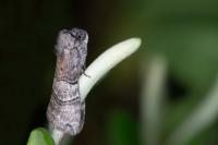 Tethea ocularis