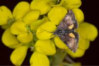 Panemeria tenebrata