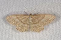 Idaea macilentaria