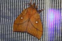 Odonestis pruni
