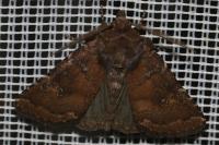 Rusina ferruginea
