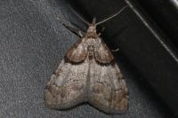 Nola cucullatella