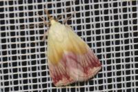 Eublemma purpurina