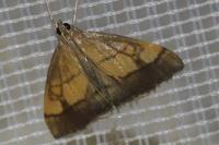 Evergestis limbata