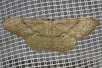 Idaea deversaria