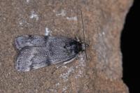 Asarta aethiopella