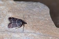Asarta alpicolella
