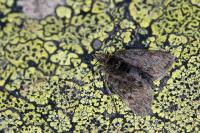 Metaxmeste phrygialis