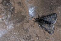 Metaxmeste phrygialis