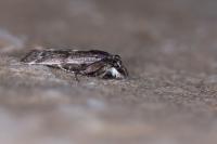Asarta alpicolella