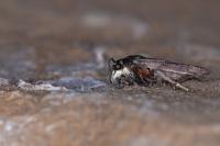 Asarta aethiopella