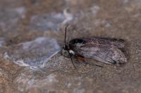 Asarta aethiopella