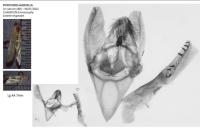 Phycitodes albatella