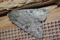 Fissipunctia ypsillon