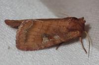 Lacanobia splendens