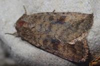 Caradrina morpheus