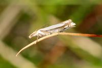 Crambus pascuella