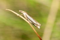 Crambus pascuella