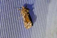 Autographa jota