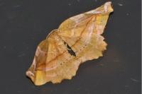 Apeira syringaria