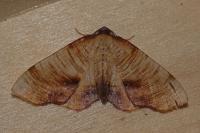 Plagodis dolabraria