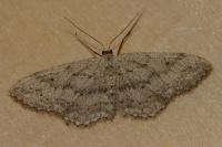 Idaea seriata