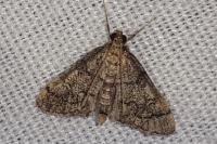 Metasia cuencalis bourgognei