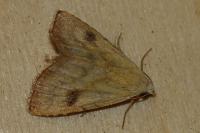 Rivula sericealis
