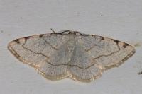 Stegania trimaculata