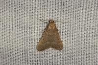 Bostra obsoletalis