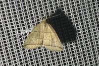 Herminia grisealis
