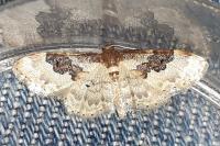 Idaea rusticata