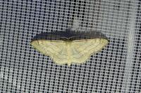 Idaea aversata