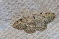 Scopula submutata roseonitens