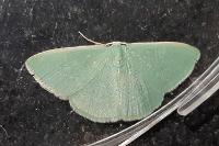 Xenochlorodes olympiaria