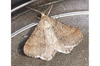 Isturgia murinaria