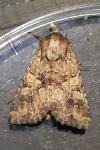 Conisania luteago olbiena