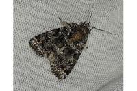 Callopistria latreillei